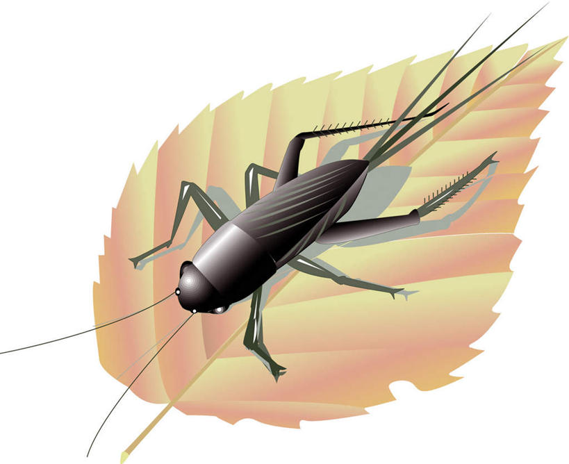 无人,横图,俯视,插画,室内,白天,白色背景,数码,科技,蟑螂,叶子,阴影,枯萎,网络,细菌,昆虫,绿叶,高光,几何,计算机图形,合成,图画,画,动物,嫩叶,电脑合成图,数码合成图,漫画,病菌,写实,具体,具象,害虫,传染,四害,小强,叶,叶片,蜚蠊,彩图,高角度拍摄,全身