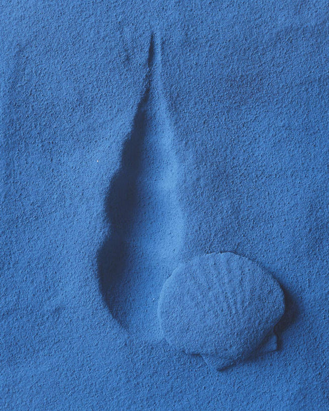 无人,竖图,俯视,室内,特写,白天,静物,贝壳,蓝色背景,艺术,手工艺品,文化,一只,工艺品,摄影,影棚,粘土,高雅,手工艺,自信心,品位,贝类外壳,海螺壳,软体动物外壳,彩图,高角度拍摄,影棚拍摄,拍摄