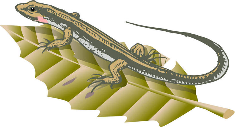 无人,横图,俯视,插画,室内,白天,白色背景,数码,科技,植物,野生动物,蜥蜴,叶子,一条,阴影,网络,绿叶,高光,几何,计算机图形,合成,图画,注视,画,绿色,动物,观察,看,趴着,嫩叶,观看,电脑合成图,数码合成图,察看,关注,漫画,石龙子,鬃狮蜥,山龙子,石蜴,泉龙,猪婆蛇,五寸棍,四脚蛇,写实,具体,具象,蜴,叶,叶片,守宫,趴,彩图,高角度拍摄,全身