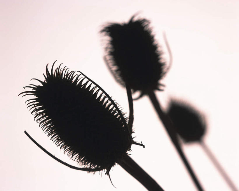 无人,横图,室内,特写,白天,白色背景,正面,静物,阴影,朦胧,模糊,反射,工具,影子,背光,三个,黑色,刷子,摄影,影棚,睫毛刷,逆光,化妆工具,彩图,影棚拍摄,拍摄