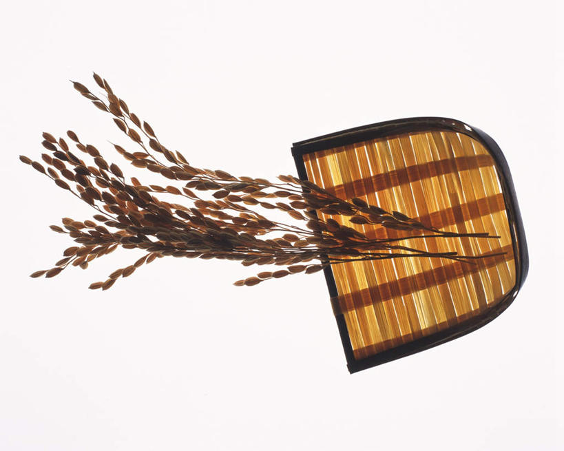 无人,横图,俯视,室内,特写,白天,白色背景,农作物,桌面,托盘,一堆,许多,阴影,堆叠,堆积,朦胧,模糊,反射,影子,谷物,稻穗,背光,一个,稻谷,稻子,摄影,影棚,单个,堆,秸秆,逆光,彩图,高角度拍摄,影棚拍摄,拍摄