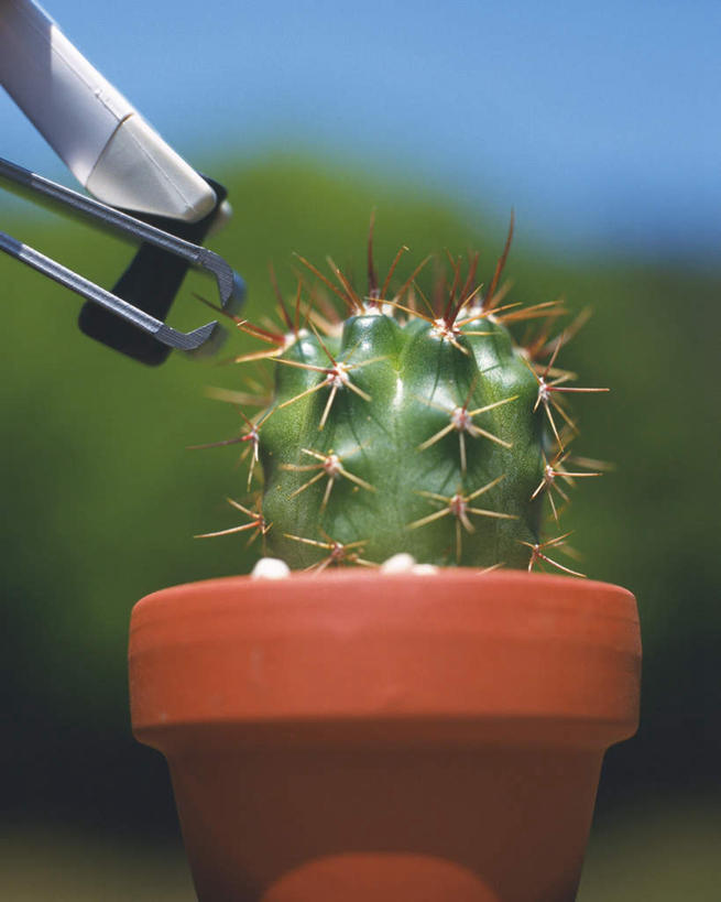 无人,竖图,室外,特写,白天,仰视,美景,树林,植物,仙人球,许多,修剪,朦胧,模糊,工具,景观,草药,中药,树,树木,一个,蓝色,绿色,蓝天,天空,自然,天,景色,生长,晴朗,单个,成长,一盆,自然风光,药材,中草药,指甲钳,中药材,本草,万里无云,晴空,晴空万里,草球,长盛球,彩图,低角度拍摄