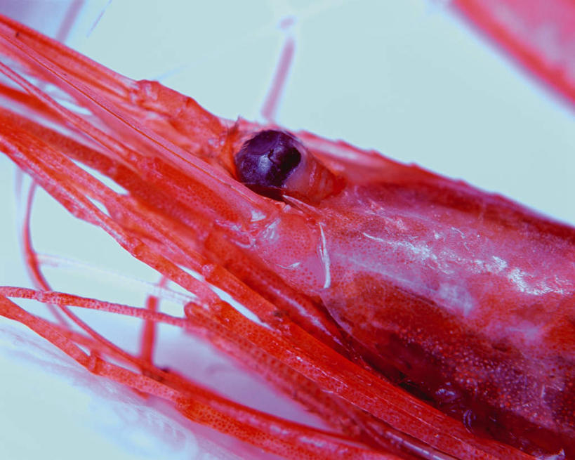 海鲜,无人,横图,俯视,室内,特写,白天,白色背景,阴影,朦胧,模糊,反射,影子,虾,水产,海洋生物,一只,红色,摄影,影棚,对虾,水生动物,河虾,海产品,水生物,海底动物,半身,彩图,高角度拍摄,影棚拍摄,拍摄