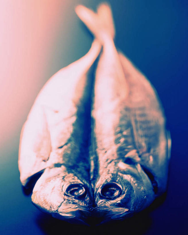 海鲜,无人,竖图,俯视,室内,特写,白天,桌子,两条,阴影,朦胧,模糊,反射,影子,水产,海洋生物,摄影,影棚,马鲭鱼,竹荚鱼,水生动物,海产品,水生物,海底动物,彩图,高角度拍摄,全身,影棚拍摄,拍摄