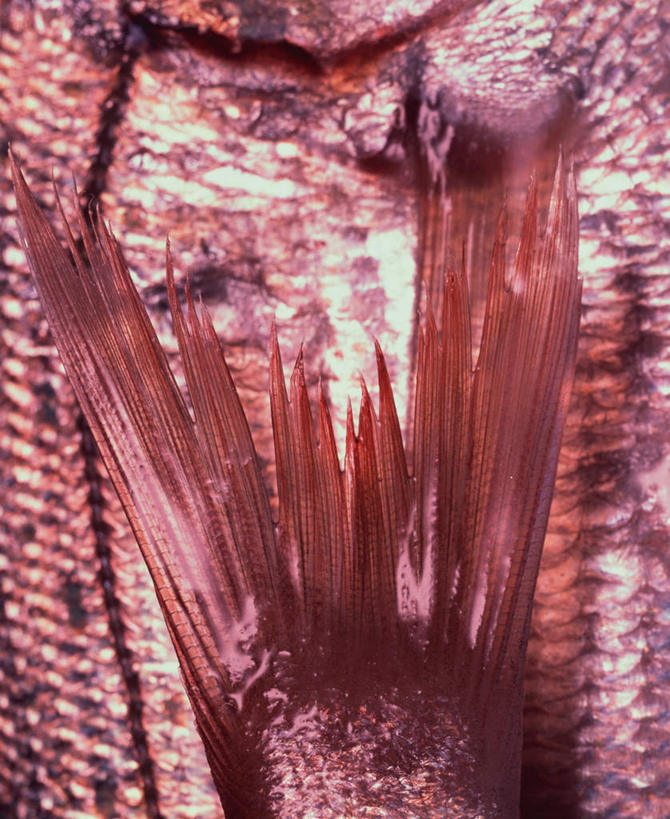 海鲜,无人,竖图,俯视,室内,特写,白天,一条,阴影,红色背景,朦胧,模糊,反射,鱼,影子,鲷鱼,水产,鱼类,海洋生物,摄影,影棚,鲷,加吉鱼,铜盆鱼,水生动物,海产品,水生物,海底动物,鱼尾,班加吉,加真鲷,半身,彩图,高角度拍摄,影棚拍摄,拍摄