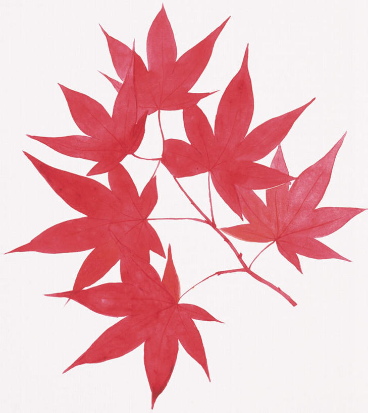 无人,竖图,俯视,插画,室内,特写,白天,白色背景,绘画,数码,科技,叶子,许多,阴影,艺术,网络,枫叶,枯叶,落叶,高光,几何,计算机图形,古典,合成,图画,文化,画,黄色,红色,品味,枫树叶,美术,电脑合成图,数码合成图,高雅,漫画,写实,具体,具象,美学,叶,叶片,彩图,高角度拍摄