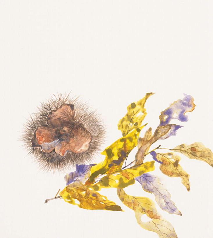 无人,竖图,俯视,插画,室内,白天,白色背景,绘画,数码,科技,叶子,阴影,艺术,网络,板栗,栗子,坚果,枯叶,落叶,毛栗子,高光,几何,计算机图形,古典,合成,图画,文化,画,一个,品味,单个,美术,电脑合成图,数码合成图,高雅,漫画,写实,具体,具象,美学,毛栗,栗果,栗楔,叶,叶片,彩图,高角度拍摄