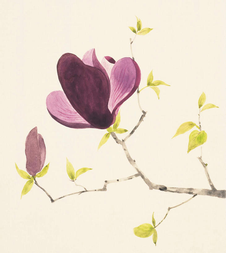 无人,竖图,俯视,插画,室内,特写,白天,白色背景,绘画,数码,科技,植物,阴影,艺术,盛开,网络,高光,几何,计算机图形,古典,合成,图画,文化,画,花,花瓣,花朵,花卉,鲜花,两朵,花蕊,品味,美术,电脑合成图,数码合成图,高雅,漫画,紫玉兰,辛夷,木笔,写实,具体,具象,美学,木兰花,望春玉兰,望春花,木兰,彩图,高角度拍摄