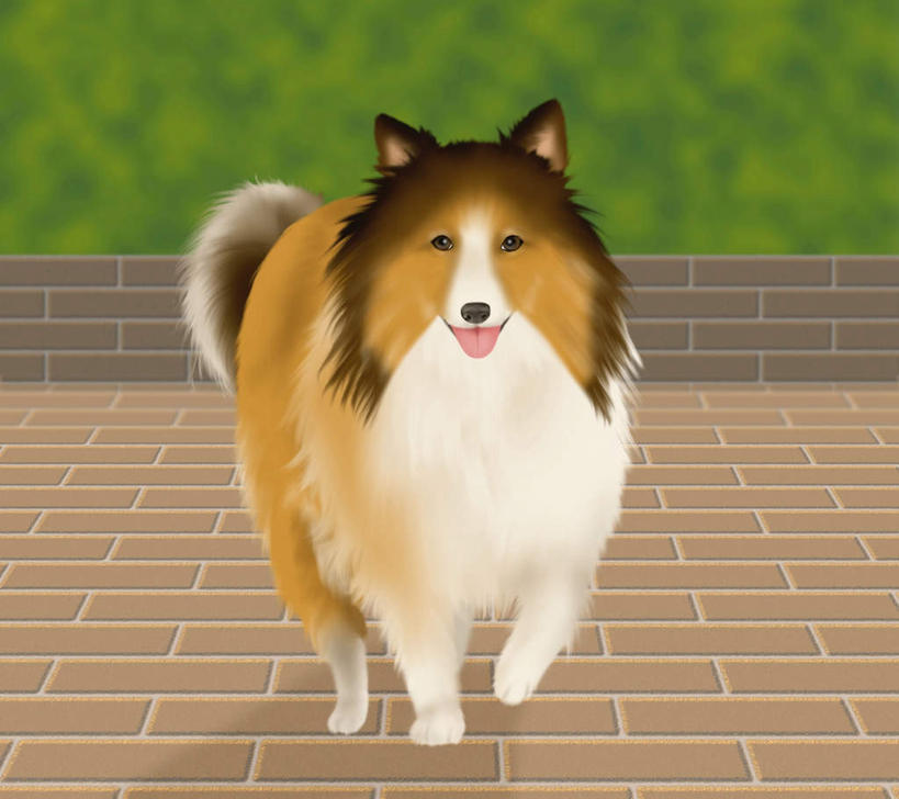 无人,站,横图,插画,室内,白天,正面,数码,科技,草地,植物,宠物,狗,阴影,网络,瓷砖,地砖,地面,高光,几何,计算机图形,合成,图画,注视,画,草,一只,绿色,动物,观察,看,站着,可爱,牧羊犬,观看,电脑合成图,数码合成图,察看,关注,漫画,喜乐蒂牧羊犬,忠诚,写实,具体,具象,设得兰群岛牧羊犬,谢德兰牧羊犬,犬,站立,彩图,全身