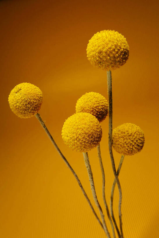 无人,竖图,室内,特写,白天,正面,五朵,许多,黄色背景,盛开,枝,花蕾,花,花瓣,花朵,鲜花,黄色,花苞,花蕊,摄影,影棚,金槌花,金绣球,彩图,影棚拍摄,拍摄