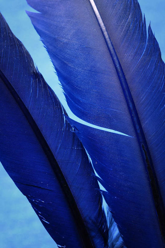 无人,竖图,室内,特写,白天,正面,静物,羽毛,两根,蓝色背景,蓝色,摄影,影棚,彩图,影棚拍摄,拍摄