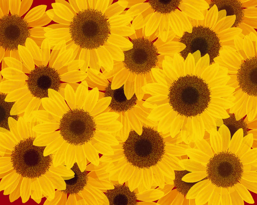 无人,横图,插画,室内,特写,白天,正面,数码,科技,许多,阴影,盛开,网络,高光,几何,计算机图形,合成,花蕾,图画,画,花,花瓣,花朵,鲜花,黄色,花苞,花蕊,菊花,电脑合成图,数码合成图,漫画,金光菊,写实,具体,具象,臭菊,黑眼菊,彩图