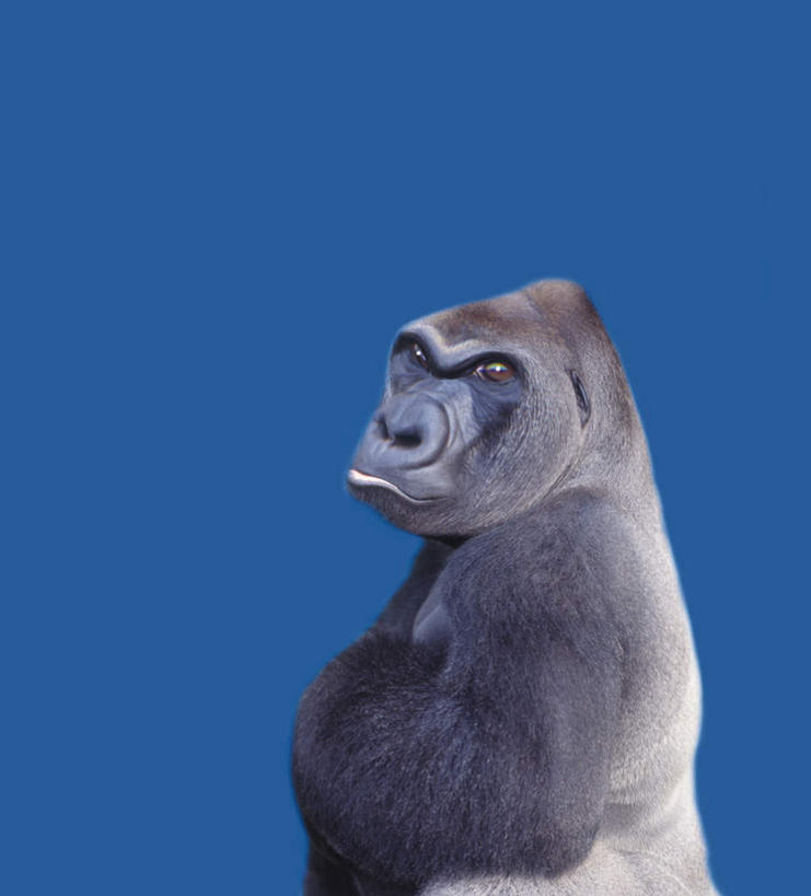 无人,双手交叉,竖图,室内,特写,白天,正面,数码,科技,野生动物,猩猩,阴影,蓝色背景,网络,高光,几何,计算机图形,合成,注视,一只,动物,观察,看,活泼,观看,电脑合成图,数码合成图,察看,双手抱胸,关注,大猩猩,写实,具体,具象,金刚猩猩,半身,彩图