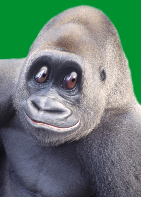 无人,笑,微笑,竖图,室内,特写,白天,正面,数码,科技,猩猩,绿色背景,阴影,网络,高光,几何,计算机图形,合成,注视,一只,观察,看,观看,电脑合成图,数码合成图,察看,关注,大猩猩,写实,具体,具象,金刚猩猩,半身,彩图