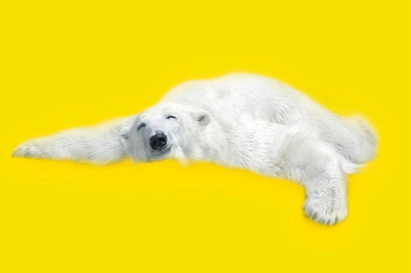 无人,横图,室内,特写,白天,正面,数码,科技,北极熊,野生动物,阴影,黄色背景,网络,高光,几何,计算机图形,合成,注视,一只,动物,观察,看,趴着,观看,电脑合成图,数码合成图,察看,关注,凶猛,写实,具体,具象,残暴,凶残,白熊,趴,彩图,全身