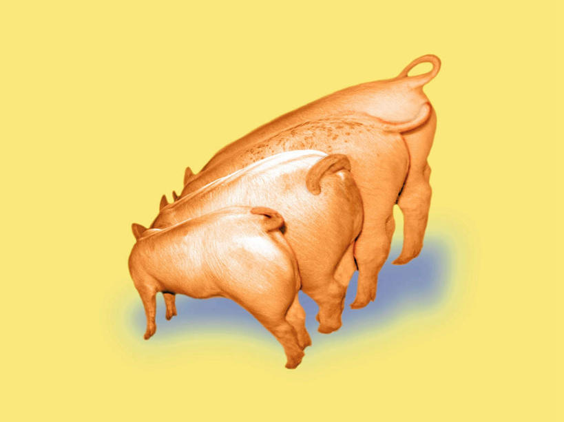 无人,横图,俯视,室内,特写,白天,数码,科技,猪,一排,阴影,黄色背景,整齐,网络,高光,几何,计算机图形,合成,注视,排列,动物,观察,看,家畜,牲畜,三头,观看,电脑合成图,数码合成图,察看,队列,关注,写实,具体,具象,彩图,高角度拍摄,全身