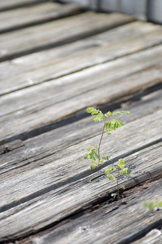 无人,竖图,俯视,室外,特写,白天,叶子,木板,绿叶,地面,嫩叶,叶,叶片,彩图,高角度拍摄