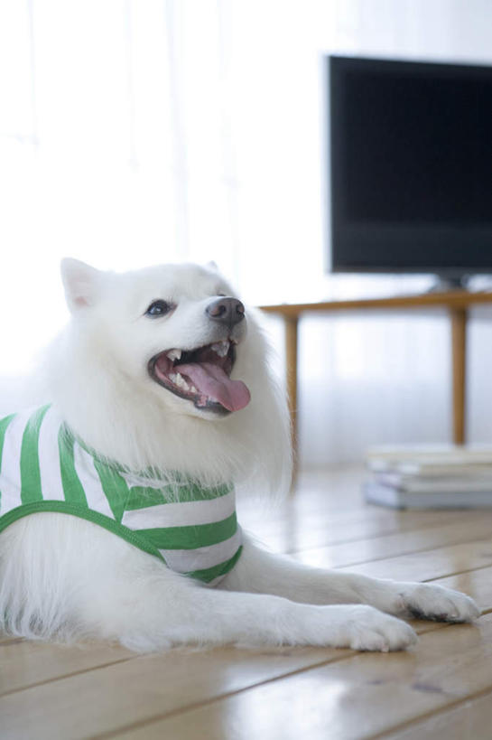 无人,竖图,室内,白天,正面,T恤衫,窗户,窗帘,地板,宠物,狗,电视,条纹,装饰,地面,T恤,茶几,狐狸犬,木地板,玻璃窗,一只,绿色,白色,帘子,动物,趴着,遮阳,可爱,华丽,修饰,点缀,忠诚,衬托,美观,雅致,雅观,日本狐狸犬,日本尖嘴犬,日本丝毛犬,银狐犬,电视机,犬,趴,半身,彩图