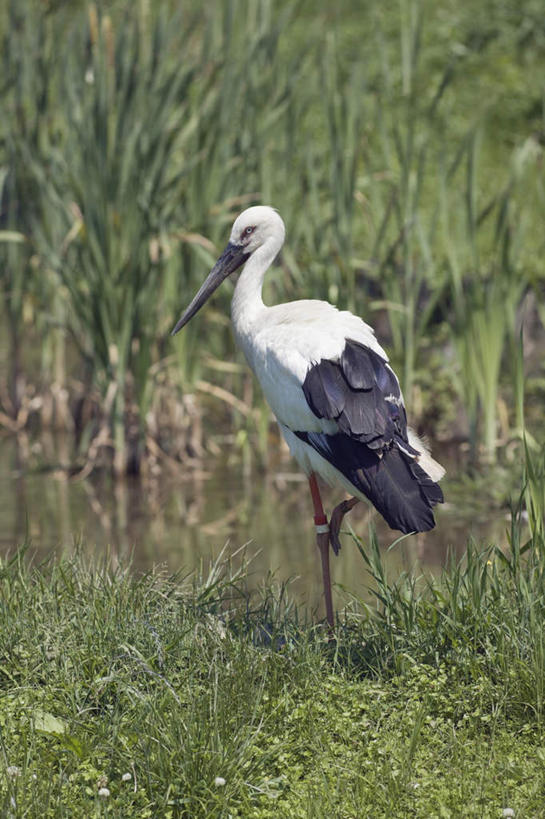 无人,站,竖图,室外,白天,侧面,旅游,度假,草地,草坪,美景,植物,鸟,野生动物,日本,亚洲,阴影,光线,鸟类,影子,景观,娱乐,草,一只,绿色,白色,阳光,自然,动物,低头,站着,享受,休闲,景色,放松,可爱,活泼,自然风光,白鹳,东亚,日本国,站立,彩图,全身