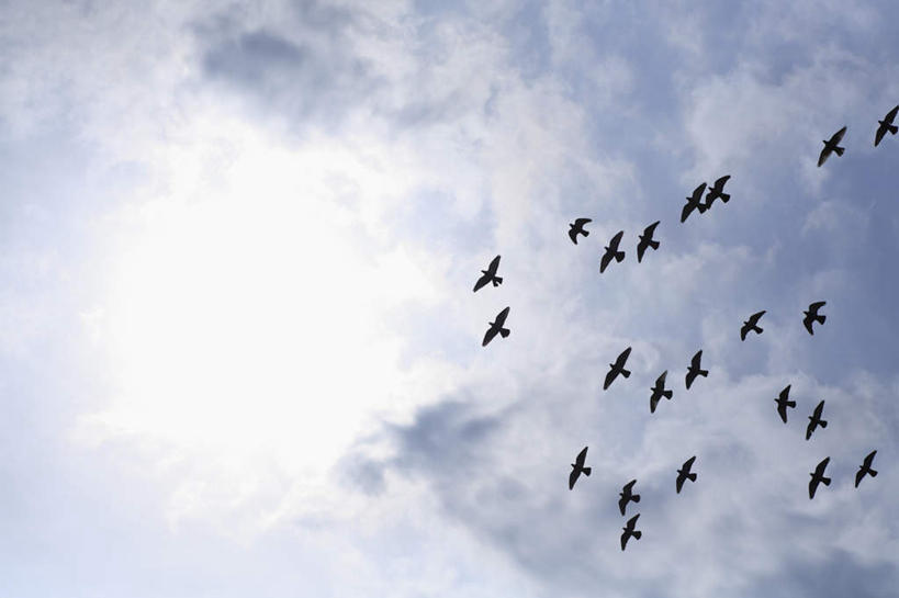 无人,横图,室外,白天,仰视,旅游,度假,美景,鸽子,鸟,野生动物,一堆,飞翔,阴影,堆叠,堆积,光线,飞禽,鸟类,影子,景观,云,云朵,云彩,娱乐,排列,蓝色,白云,蓝天,天空,阳光,自然,动物,天,享受,休闲,景色,放松,可爱,遮,遮掩,活泼,堆,掩盖,遮挡,队列,自然风光,遮盖,掩饰,半身,彩图,低角度拍摄