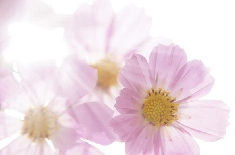 无人,横图,俯视,室内,特写,白天,白色背景,桌面,三朵,阴影,朦胧,模糊,盛开,反射,影子,波斯菊,花蕾,花,花瓣,花朵,鲜花,粉色,黄色,花苞,花蕊,菊花,摄影,大波斯菊,影棚,秋英,彩图,高角度拍摄,影棚拍摄,拍摄