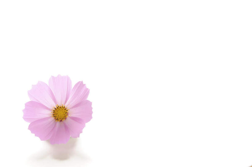 无人,横图,俯视,室内,特写,白天,白色背景,桌面,阴影,盛开,反射,影子,波斯菊,花蕾,花,花瓣,花朵,鲜花,一朵,粉色,黄色,花苞,花蕊,菊花,摄影,大波斯菊,影棚,秋英,彩图,高角度拍摄,影棚拍摄,拍摄