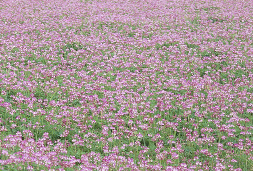 无人,横图,室外,白天,正面,花海,花圃,美景,植物,叶子,阴影,盛开,光线,影子,景观,花蕾,花,花瓣,花朵,花卉,鲜花,粉色,绿色,阳光,自然,花丛,花束,花田,花苞,花蕊,景色,自然风光,紫云英,红花草,翘摇,彩图