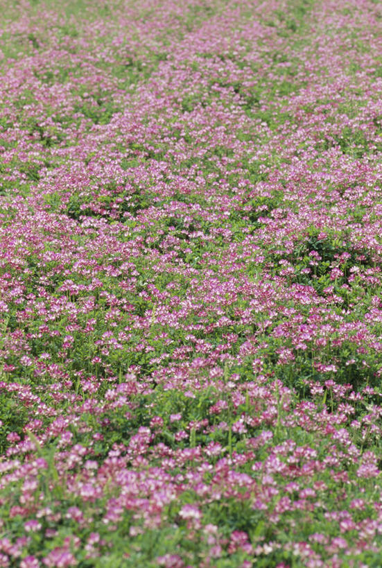 无人,竖图,俯视,室外,白天,花海,花圃,美景,植物,叶子,阴影,盛开,光线,影子,景观,花蕾,花,花瓣,花朵,花卉,鲜花,粉色,绿色,阳光,自然,花丛,花束,花田,花苞,花蕊,景色,自然风光,紫云英,红花草,翘摇,彩图,高角度拍摄
