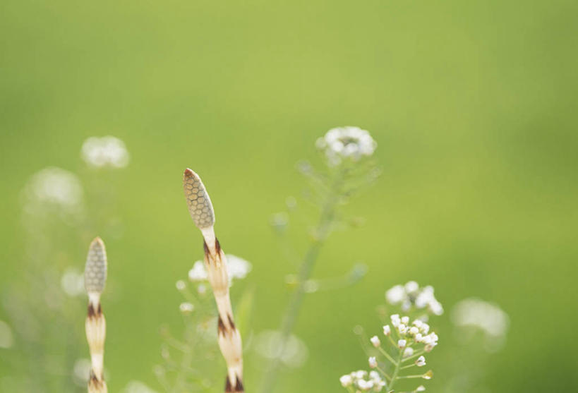 无人,横图,室外,特写,白天,正面,花海,花圃,美景,植物,叶子,阴影,朦胧,模糊,盛开,光线,影子,景观,花蕾,花,花瓣,花朵,花卉,鲜花,绿色,阳光,自然,花丛,花束,花田,花苞,花蕊,景色,野菜,自然风光,问荆,接续草,公母草,搂接草,空心草,马蜂草,猪鬃草,黄蚂草,节节草,接骨草,地菜,地米菜,护生草,假水菜,菱角菜,荠菜,彩图,木贼,花荠菜
