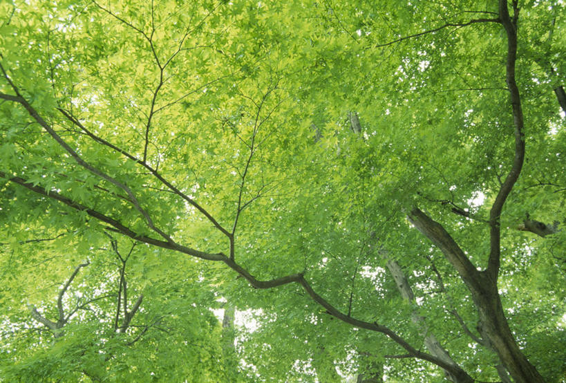 无人,横图,室外,白天,仰视,美景,森林,树林,植物,福冈县,日本,亚洲,阴影,朦胧,模糊,光线,影子,景观,树桩,树,树干,树木,绿色,阳光,自然,木桩,景色,生长,成长,自然风光,东亚,福冈,日本国,九州本岛,九州,九州岛,九州地方,彩图,低角度拍摄