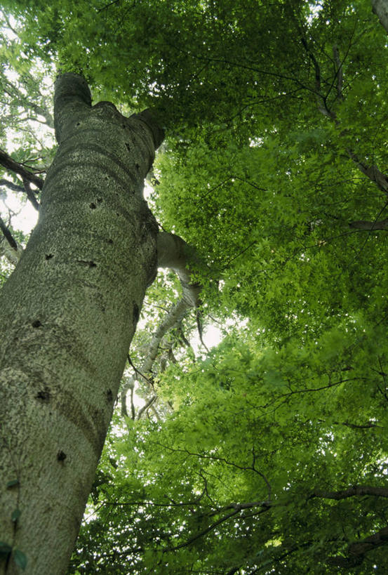 无人,竖图,室外,白天,仰视,美景,森林,树林,植物,福冈县,日本,亚洲,阴影,朦胧,模糊,光线,影子,景观,树桩,树,树干,树木,绿色,阳光,自然,木桩,景色,生长,成长,自然风光,东亚,福冈,日本国,九州本岛,九州,九州岛,九州地方,彩图,低角度拍摄