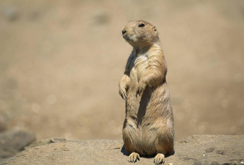 无人,站,横图,室外,白天,正面,石头,美景,野生动物,阴影,朦胧,模糊,光线,石子,影子,景观,注视,一只,阳光,自然,动物,观察,看,站着,景色,可爱,活泼,观看,察看,关注,自然风光,土拨鼠,草原犬鼠,旱獭,天竺鼠,石块,岩石,站立,彩图,全身