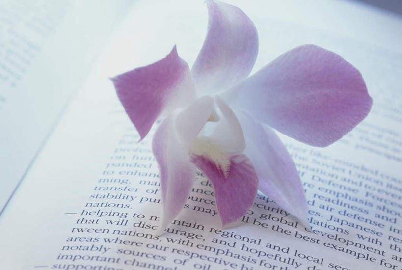 无人,横图,俯视,室内,特写,白天,植物,书籍,盛开,石斛,花,花瓣,花朵,花卉,鲜花,一朵,花蕊,摄影,影棚,石斛兰,金钗石斛,书,图书,彩图,高角度拍摄,影棚拍摄,拍摄