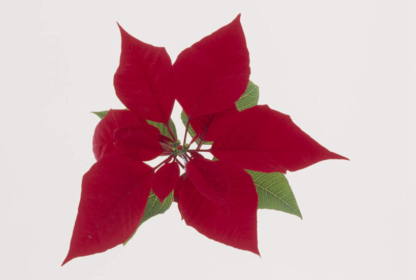无人,横图,俯视,室内,特写,白天,白色背景,植物,叶子,圣诞节,节日,庆祝,盛开,绿叶,圣诞红,一品红,文化,花,花瓣,花朵,花卉,鲜花,一朵,红色,花蕊,圣诞花,庆典,嫩叶,摄影,影棚,纪念,叶,叶片,彩图,高角度拍摄,影棚拍摄,拍摄