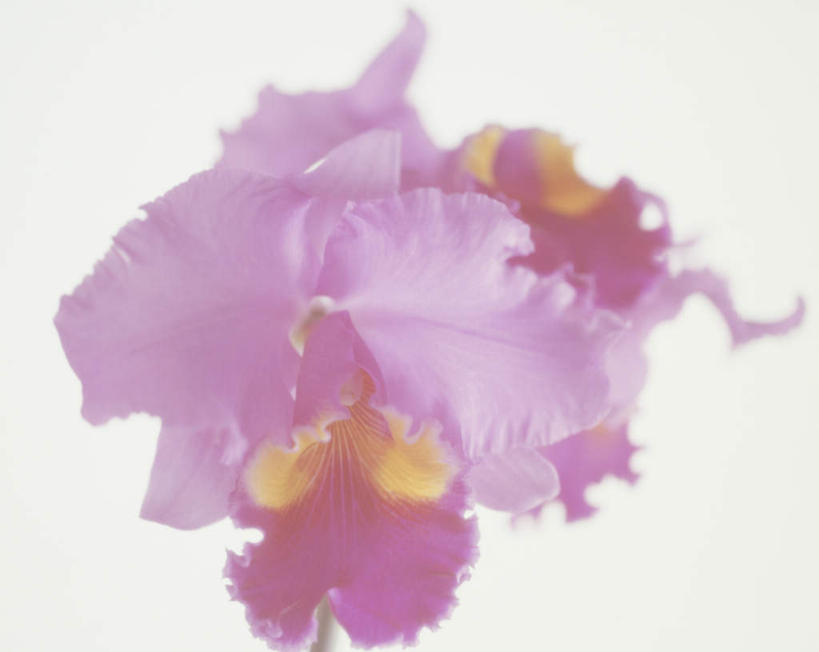 无人,横图,俯视,室内,特写,白天,白色背景,植物,许多,盛开,石斛,花,花瓣,花朵,花卉,鲜花,粉色,花蕊,摄影,影棚,石斛兰,金钗石斛,彩图,高角度拍摄,影棚拍摄,拍摄