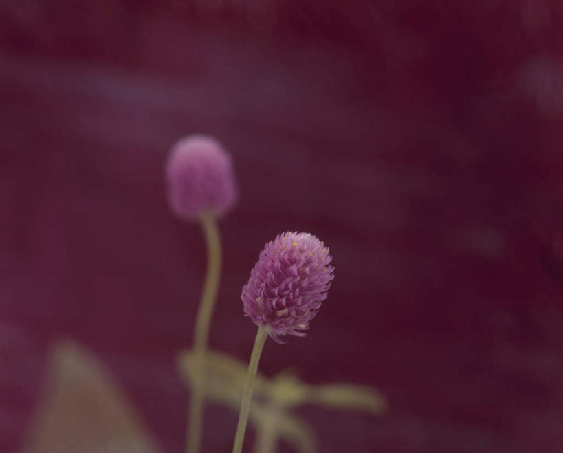 无人,横图,室内,特写,白天,正面,红色背景,朦胧,模糊,盛开,花蕾,花,花瓣,花朵,鲜花,两朵,粉色,花苞,花蕊,摄影,影棚,青葙,鸡冠苋,昆仑草,萋蒿,野鸡冠,彩图,影棚拍摄,拍摄