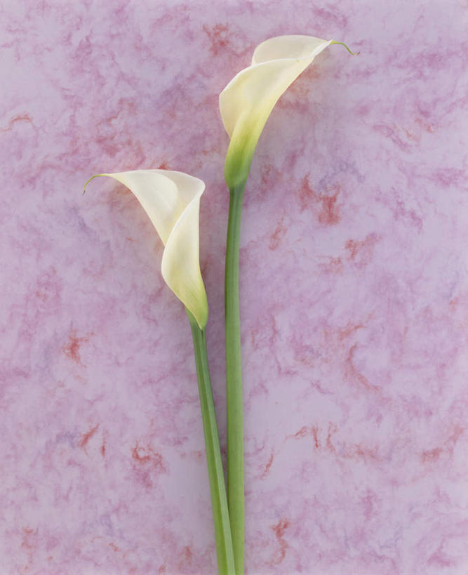 无人,竖图,室内,特写,白天,正面,纯洁,植物,马蹄莲,盛开,大理石,花,花瓣,花朵,花卉,鲜花,虔诚,两朵,白色,花蕊,摄影,影棚,希望,优雅,高贵,纯净,马蹄兰,博爱,永恒,尊贵,高洁,慈菇花,大理石制品,圣洁,水芋,水芋马,彩图,影棚拍摄,拍摄