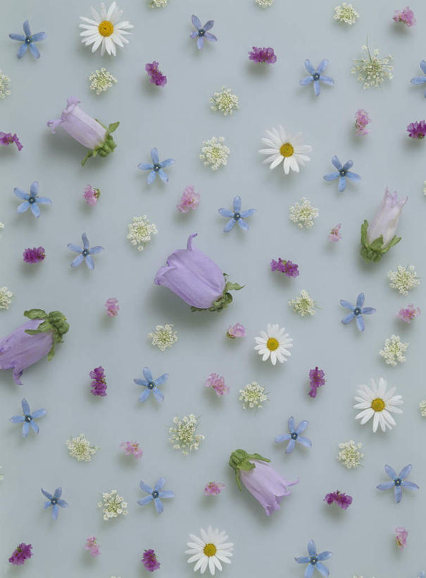 无人,竖图,俯视,室内,特写,白天,植物,康乃馨,郁金香,许多,蓝色背景,装饰,盛开,星星,非洲菊,花,花瓣,花朵,花卉,鲜花,排列,花蕊,星形,菊花,摄影,影棚,华丽,修饰,点缀,队列,五角形,扶郎花,灯盏花,千日菊,衬托,美观,雅致,雅观,风蜡花,杰拉尔顿腊花,蜡花,淘金彩梅,麝香石竹,石竹,香石竹,郁香,洋荷花,草麝香,五角星,彩图,高角度拍摄,影棚拍摄,拍摄