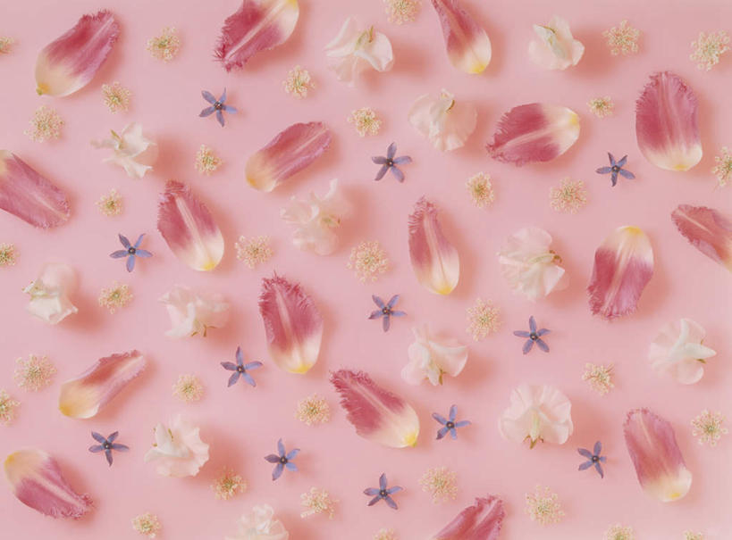 无人,横图,俯视,室内,特写,白天,植物,康乃馨,许多,粉色背景,装饰,盛开,星星,非洲菊,花,花瓣,花朵,花卉,鲜花,排列,花蕊,星形,菊花,摄影,影棚,华丽,修饰,点缀,队列,五角形,扶郎花,灯盏花,千日菊,衬托,美观,雅致,雅观,风蜡花,杰拉尔顿腊花,蜡花,淘金彩梅,麝香石竹,石竹,香石竹,五角星,彩图,高角度拍摄,影棚拍摄,拍摄