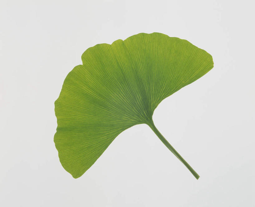 无人,横图,俯视,室内,特写,白天,留白,白色背景,植物,叶子,草药,药草,中药,树叶,绿色,银杏叶,摄影,影棚,药材,中草药,中药材,本草,白果叶,叶片,彩图,高角度拍摄,影棚拍摄,拍摄