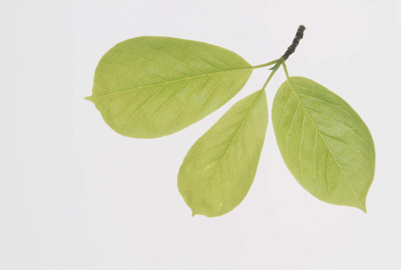 无人,横图,俯视,室内,特写,白天,留白,白色背景,叶子,一排,整齐,绿叶,三片,排列,绿色,嫩叶,摄影,影棚,队列,紫玉兰,辛夷,木笔,木兰花,望春玉兰,叶,叶片,望春花,木兰,彩图,高角度拍摄,影棚拍摄,拍摄