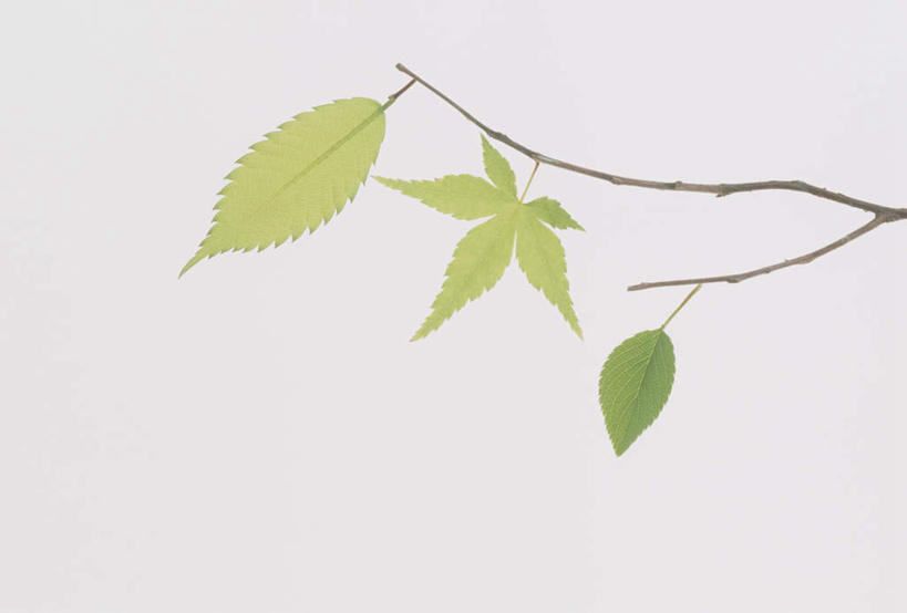 无人,横图,俯视,室内,特写,白天,留白,白色背景,植物,枫树,叶子,绿叶,枝条,三片,树,树木,树枝,绿色,嫩叶,摄影,影棚,槭树,鸡爪槭,虬枝,枝杈,叶,叶片,鸡爪枫,彩图,高角度拍摄,影棚拍摄,拍摄