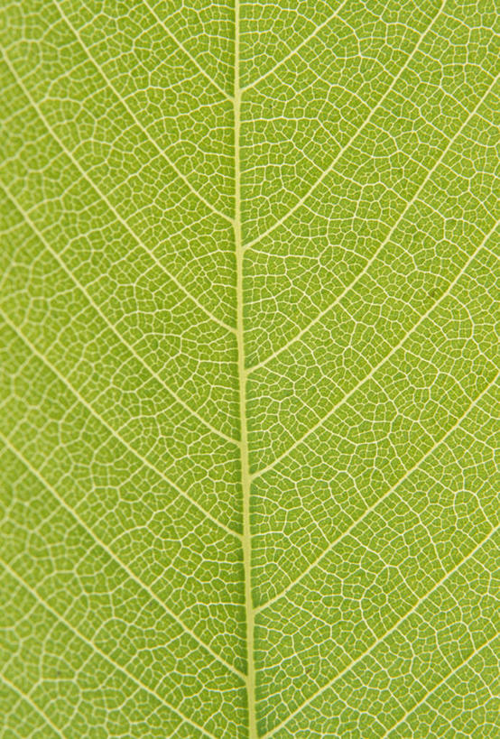 无人,竖图,室内,特写,白天,留白,正面,植物,叶子,一片,新鲜,纹路,纹理,绿叶,树,树木,绿色,自然,嫩叶,摄影,白桦,影棚,生长,成长,青春,经脉,生命,和平,安详,肌理,冷色,叶,叶片,叶脉,桦树,桦皮树,桦木,彩图,影棚拍摄,拍摄