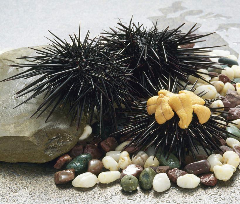 海鲜,无人,横图,俯视,室内,特写,白天,白色背景,石头,海胆,许多,石子,水产,海洋生物,鹅卵石,摄影,影棚,水生动物,海产品,水生物,按摩石,海底动物,石块,彩图,高角度拍摄,影棚拍摄,拍摄