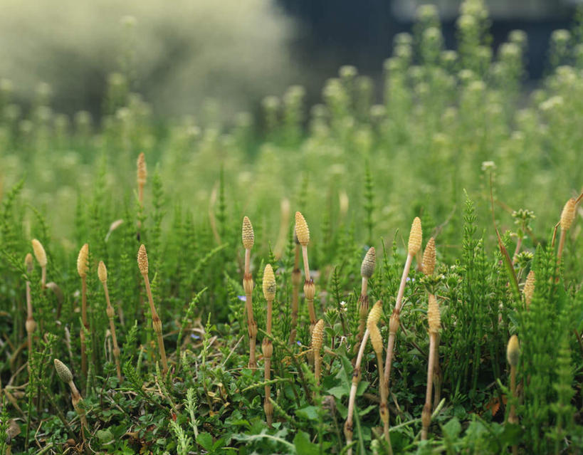 无人,横图,俯视,室外,特写,白天,美景,叶子,许多,朦胧,模糊,景观,泥土,土地,绿叶,黄色,自然,嫩叶,景色,自然风光,问荆,接续草,公母草,搂接草,空心草,马蜂草,猪鬃草,黄蚂草,节节草,接骨草,叶,叶片,彩图,高角度拍摄