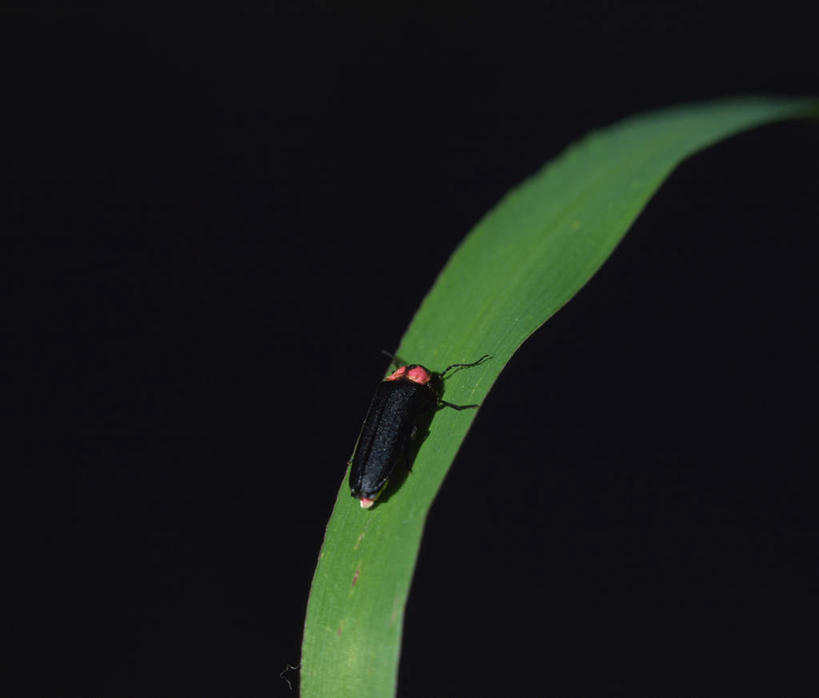 无人,横图,室外,特写,白天,正面,叶子,一片,阴影,黑色背景,光线,昆虫,影子,灯光,绿叶,停留,一只,绿色,黑色,动物,嫩叶,摄影,影棚,益虫,萤火虫,叶,叶片,彩图,全身,影棚拍摄,拍摄