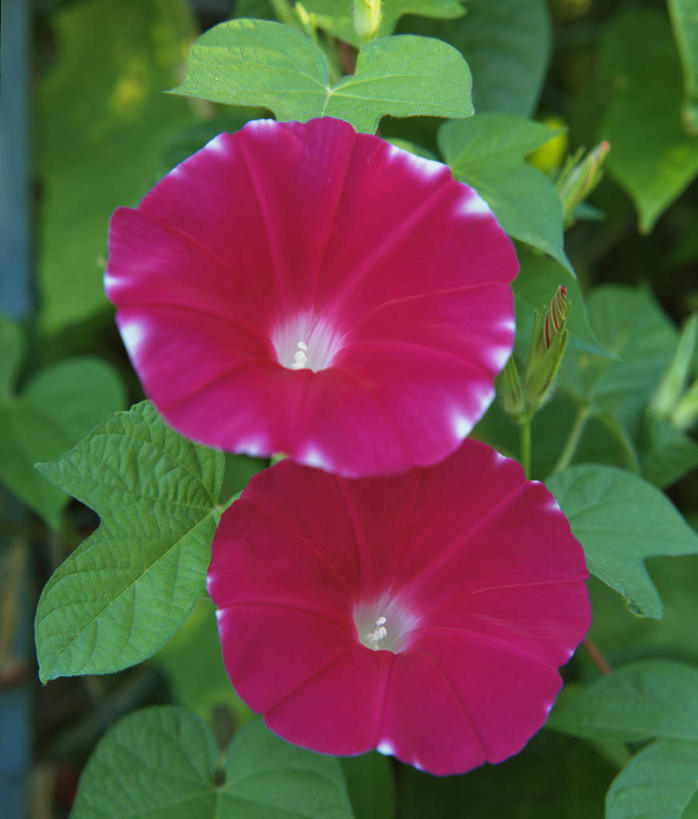 无人,竖图,俯视,室外,特写,白天,美景,植物,喇叭花,叶子,盛开,景观,绿叶,花,花瓣,花朵,花卉,鲜花,两朵,红色,自然,花蕊,嫩叶,景色,自然风光,牵牛,牵牛子,勤娘子,碧冬茄,朝颜花,灵芝牡丹,牵牛花,叶,叶片,彩图,高角度拍摄