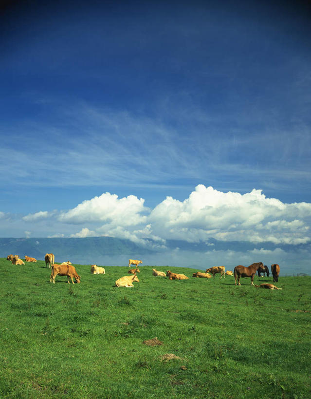 无人,站,躺,竖图,室外,白天,正面,旅游,度假,草地,草原,草坪,美景,植物,马,野生动物,日本,亚洲,许多,景观,云,云朵,辽阔,云彩,娱乐,草,蓝色,绿色,白云,蓝天,天空,自然,动物,天,站着,享受,休闲,景色,放松,可爱,运输,牲畜,活泼,晴朗,空旷,自然风光,东亚,日本国,九州本岛,九州,九州岛,九州地方,熊本,熊本县,开阔,卧着,晴空,躺着,卧,站立,彩图,全身