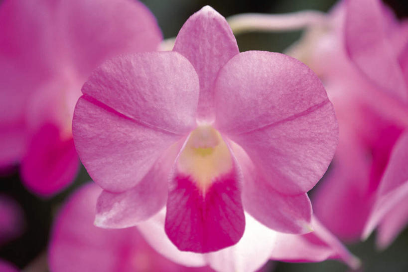 无人,横图,室内,特写,白天,正面,三朵,盛开,石斛,花蕾,花,花瓣,花朵,鲜花,粉色,花苞,花蕊,石斛兰,金钗石斛,彩图