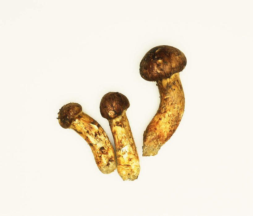 无人,横图,俯视,室内,特写,白天,白色背景,植物,蔬菜,新鲜,菌菇,蘑菇,食品,松茸,草药,药草,菌类,松蕈,中药,食物,三个,食用菌,摄影,有机食品,绿色食品,影棚,药材,中草药,中药材,本草,大花菌,剥皮菌,菌中之王,山珍,松菇,松菌,松口蘑,裕茂萝,彩图,高角度拍摄,影棚拍摄,拍摄